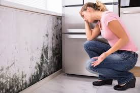 Why You Should Choose Our Mold Remediation Services in Palos Heights, IL